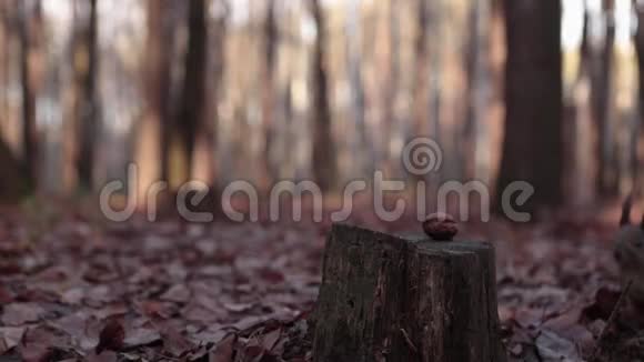 树桩上的松鼠吃核桃视频的预览图