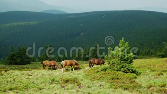 马和牛在山上的牧场上吃草杰塞尼基山脉普拉达Ad视频的预览图