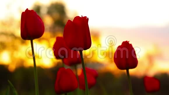 红郁金香透过红色的郁金香花蕾春天视频的预览图