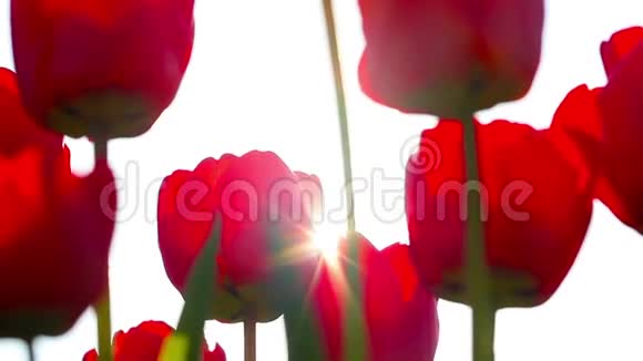 红郁金香透过红色的郁金香花蕾春天视频的预览图