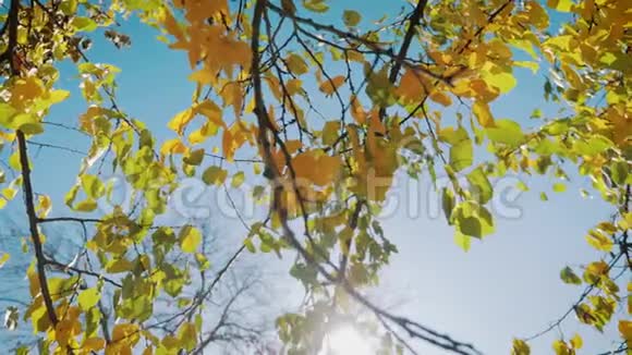 五彩缤纷的秋叶在阳光下树有黄叶白天的天空视频的预览图