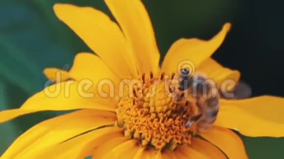 欧洲蜜蜂在黄色蜂蜜植物上以圆圈的方式移动视频的预览图