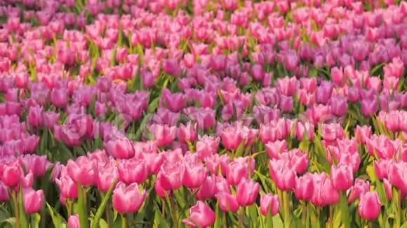 特写一组五颜六色的郁金香一朵美丽而清新的花选择性地聚焦在浅浅的田野深处视频的预览图