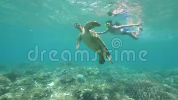 少女正和海龟在水下游泳视频的预览图