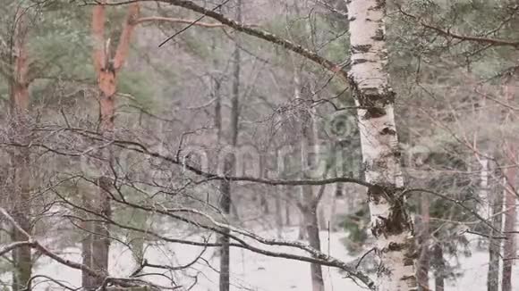 公园树上下着大雪视频的预览图