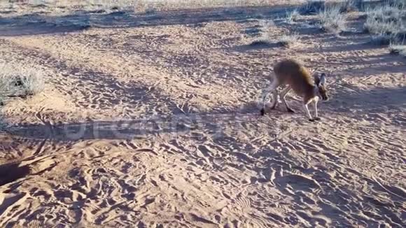 袋鼠在红色沙漠中奔跑视频的预览图