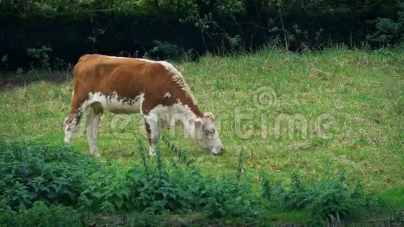 牛在牧场吃草视频的预览图