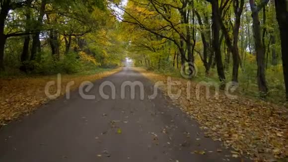 路在秋林缓慢平稳的无人机飞行黄叶舔马路两边视频的预览图