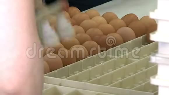 鸡蛋在包装线上视频的预览图