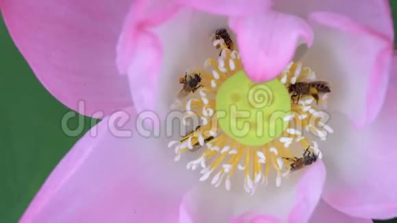 美丽的睡莲蜜蜂在花园里飞来飞去视频的预览图