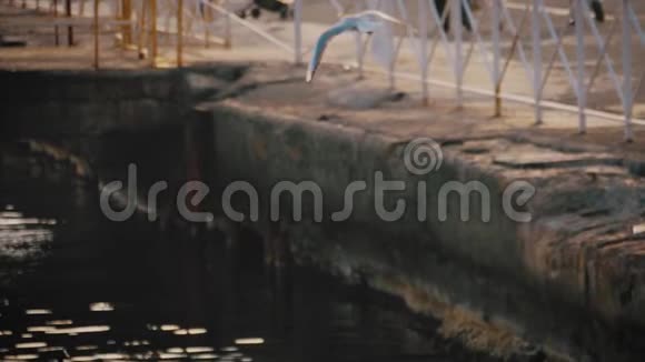 海鸥在靠近大海的岩石上海鸥展翅飞翔视频的预览图
