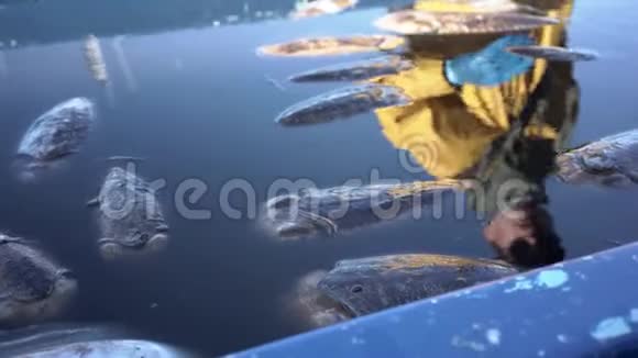 一盘水中的鲜鱿鱼特写4k视频视频的预览图