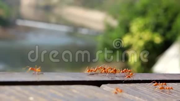 许多蚂蚁在运行特写动物视频的预览图