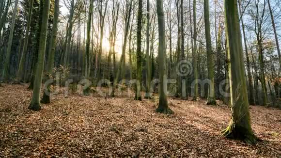 林中的日出光秃秃的树视频的预览图