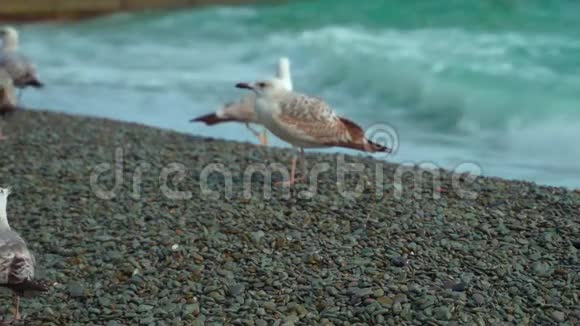 海边的小海鸥正在休息吃面包视频的预览图