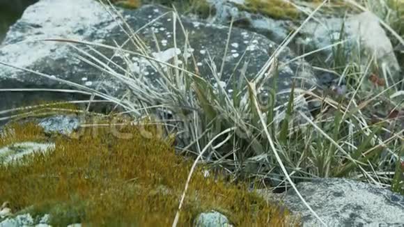 地板上美丽的绿色苔藓苔藓特写岩石视频的预览图