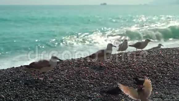 海边的小海鸥正在休息吃面包视频的预览图