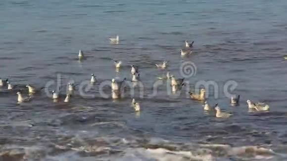 水上海鸥视频的预览图
