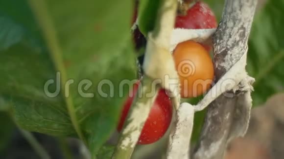 灌木丛上的成熟番茄视频的预览图