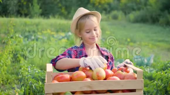 小女孩在花园里收获新鲜的西红柿有趣的园丁把新鲜成熟的西红柿放进木箱里视频的预览图