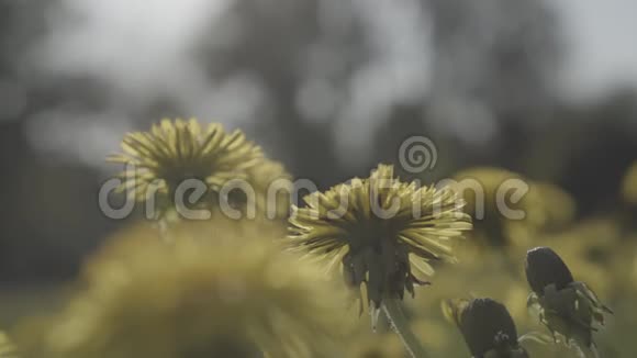 蒲公英在傍晚的阳光下吹出清新的绿色背景slog视频的预览图