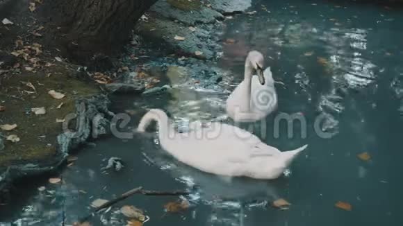 天鹅在水下低头视频的预览图