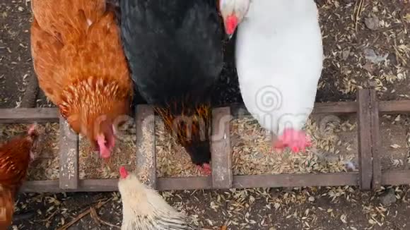 自制的鸡用漂亮的羽毛吃谷物视频的预览图