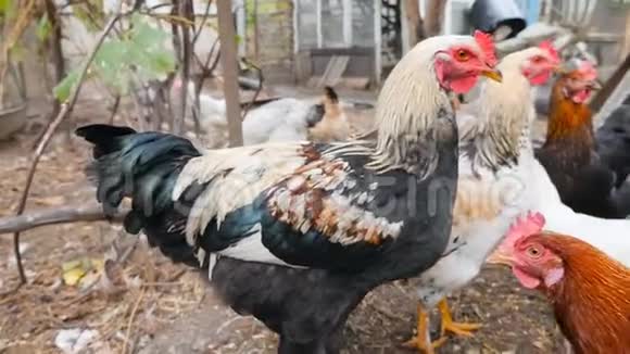美丽的母鸡在农村院子里走来走去慢动作视频的预览图