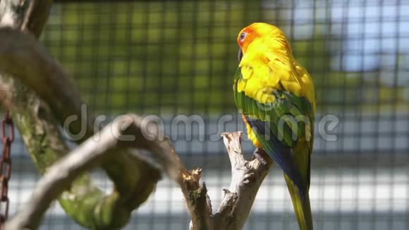 一只坐在鸟舍树枝上的太阳鹦鹉特写来自美国的五颜六色的热带鸟濒危动物视频的预览图