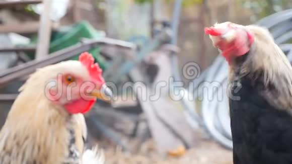 两只母鸡互相看着五彩缤纷的乡村庭院特写镜头慢动作视频的预览图