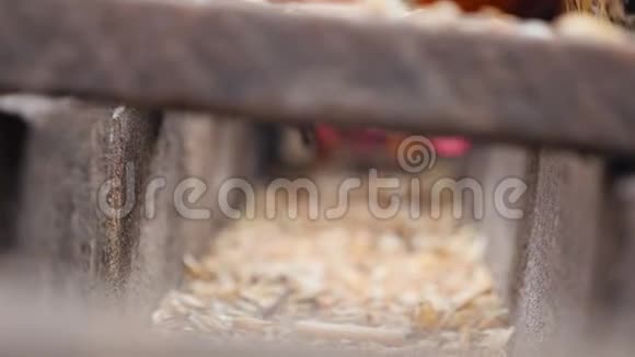 鸡在马槽里吃谷物乡村慢动作视频的预览图
