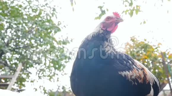 农村院子里的纯种鸡慢动作视频的预览图