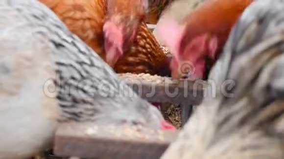 鸡在马槽里吃谷物乡下院子特写视频的预览图