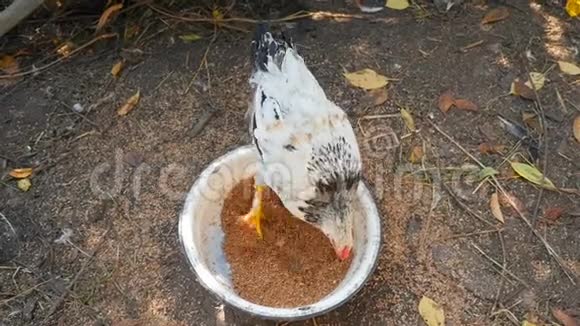 白母鸡坐在碗里吃谷物乡村庭院慢动作视频的预览图