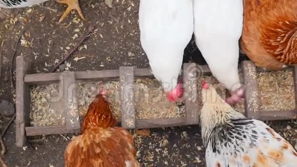 农村母鸡在马槽里吃谷物慢动作视频的预览图