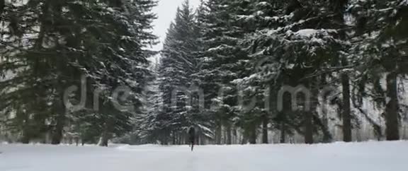 冬季森林里运动员在平坦的雪道上跑步冬季运动户外训练视频的预览图