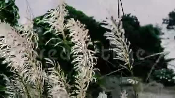 美丽的白色Kanskash草花植物Saccharum自发性在风中吹起蓝天背景设计元素视频的预览图