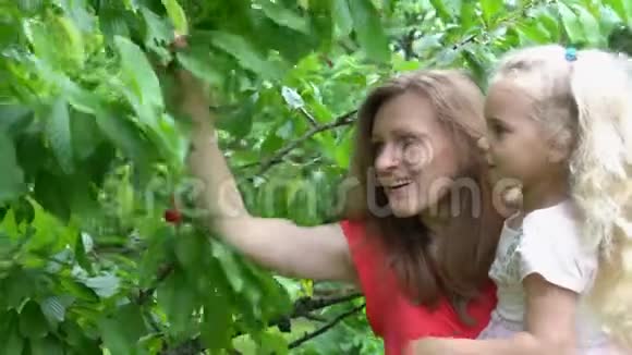 母亲和女儿正在果园花园里摘樱桃万向节视频的预览图
