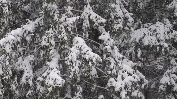 冬天森林里强烈的暴风雪视频的预览图