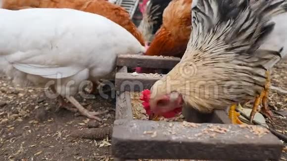 美丽的农村鸡在马槽里吃小麦特写视频的预览图
