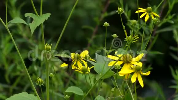 乔治娅湖温菲尔德斯科特野花生长在温菲尔德斯科特湖的小溪旁视频的预览图
