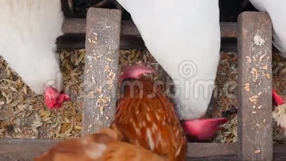 农村母鸡在马槽里吃小麦慢动作特写视频的预览图