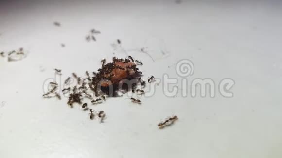 蚂蚁在白色厨房地板上吃剩饭视频的预览图