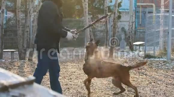 一个男人用棍子和他训练过的狗玩耍视频的预览图