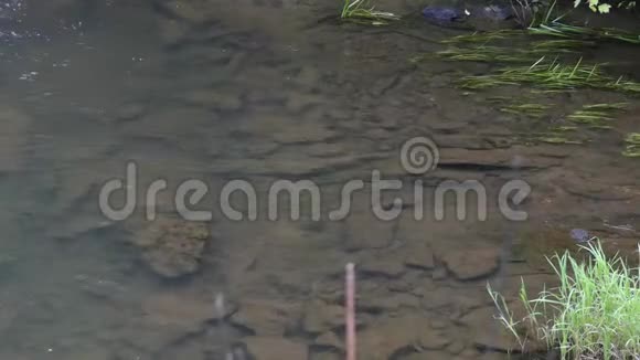 乔治亚湖温菲尔德斯科特瀑布旁边的池塘里的岩石视频的预览图