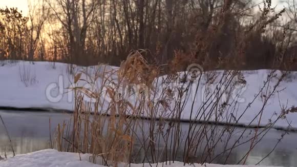 冬天的风景阳光明媚的早晨白雪覆盖的白桦林中的霜冻树木视频的预览图