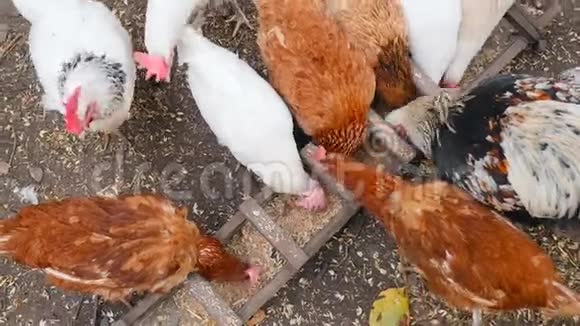 一群母鸡在马槽里吃小麦俯视摄像机视频的预览图