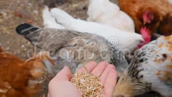 人类用小麦喂鸡慢动作视频的预览图