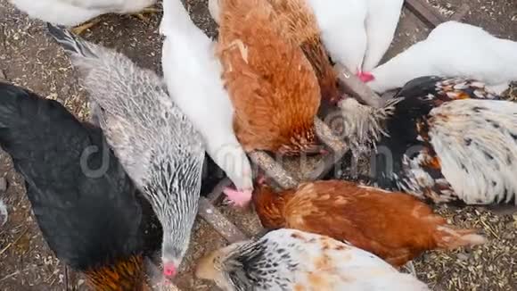 鸡在院子里的喂食器里吃谷物视频的预览图