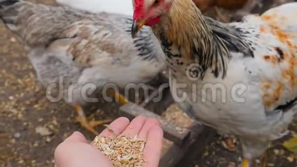 鸡从雄性手中啄食谷物慢动作视频的预览图